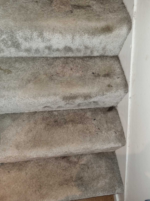 Professional cleaning service in Fulham - Result 3